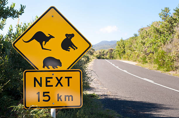 オーストラリアの野生生物の道路標識 - koala sign australian culture animal ストックフォトと画像