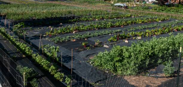 istock Very large vegetable garden with weed barriers. 1824779959