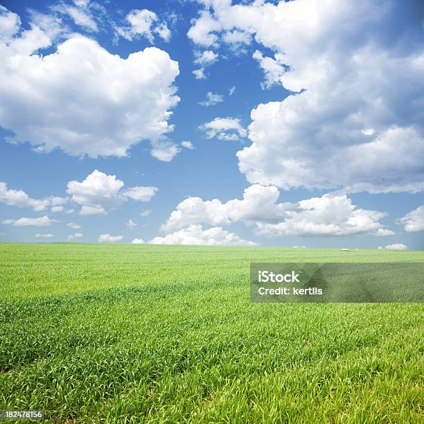 緑の芝生ブルースカイ - Horizonのストックフォトや画像を多数ご用意 - Horizon, からっぽ, カラフル