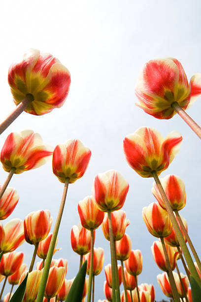 vermelho e branco de tulipas visto abaixo - parade tulip - fotografias e filmes do acervo