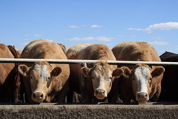 three tan  cows  in feedlot stock photo