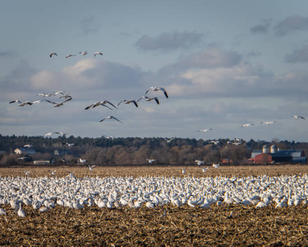 migrujące gęsi śnieżne lądujące na polu uprawnym - chazy zdjęcia i obrazy z banku zdjęć