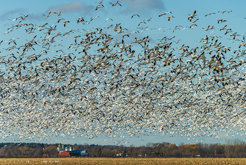 migrating snow geese after leaving a farm field on their way south in November
