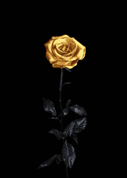 istock Amazing shiny golden rose on black background 1824787301