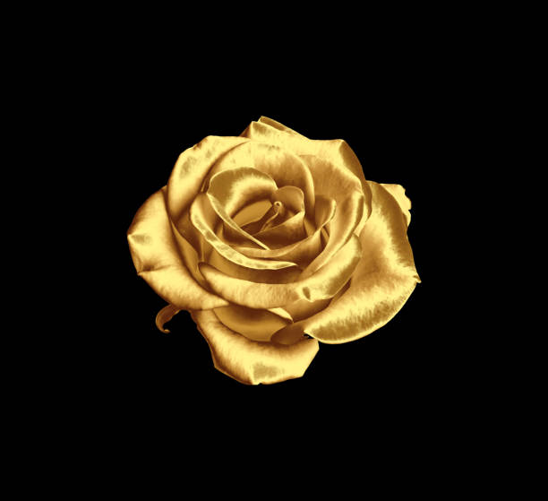 istock Amazing shiny golden rose on black background 1824787550