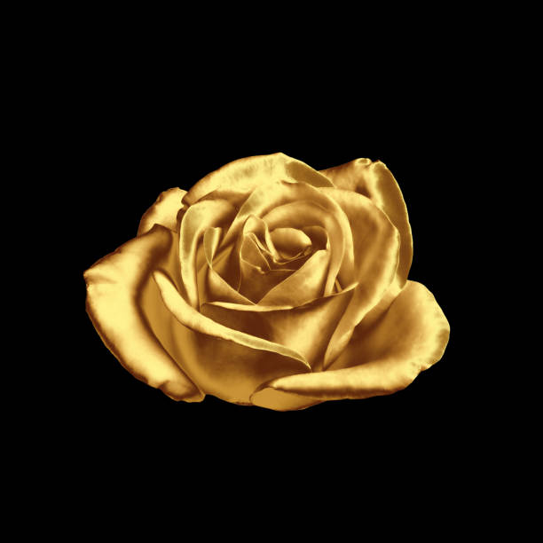 istock Amazing shiny golden rose on black background 1824787551