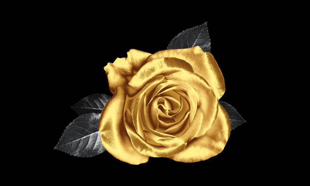 istock Amazing shiny golden rose on black background 1824787557