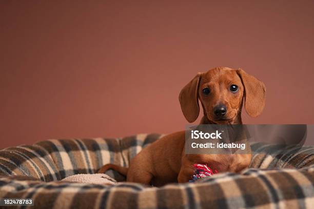 Foto de Purosangue Dachshund Miniatura Em Um Filhotesize e mais fotos de stock de Animal - Animal, Animal de estimação, Animal doméstico