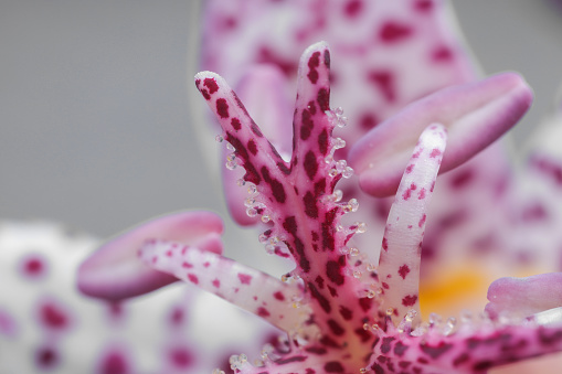 Beautiful spotted tricyrtis flower on light grey background, macro view