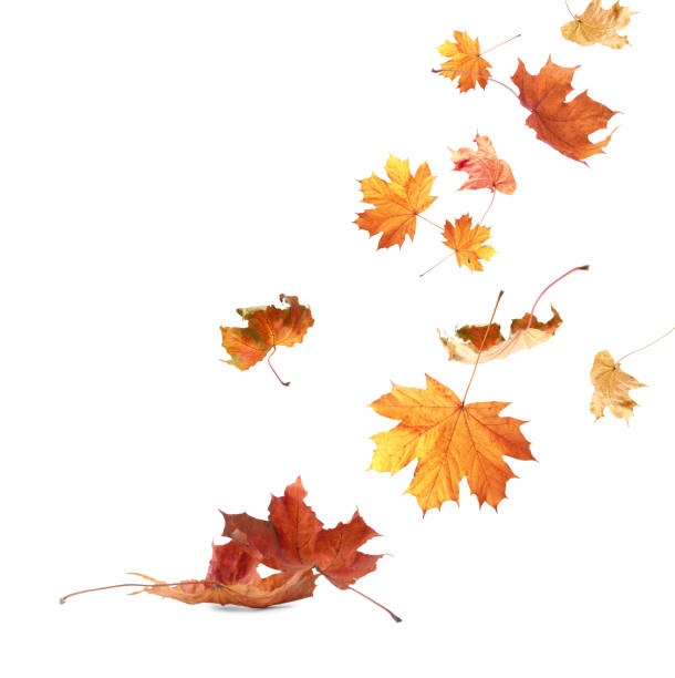 istock Dry autumn leaves falling on white background 1824789736