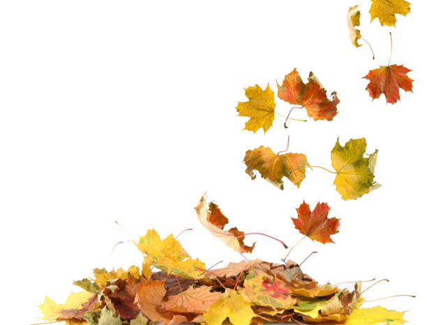 istock Dry autumn leaves falling into pile on white background 1824789737