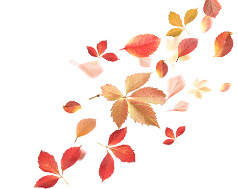 Beautiful autumn leaves flying on white background