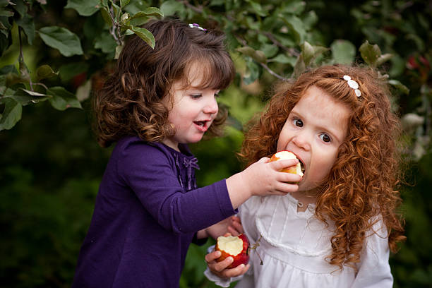 jeune femme nourrir sa soeur d'arbres apple dans le verger - apple orchard child apple fruit photos et images de collection