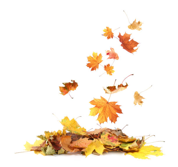 istock Dry autumn leaves falling into pile on white background 1824790244