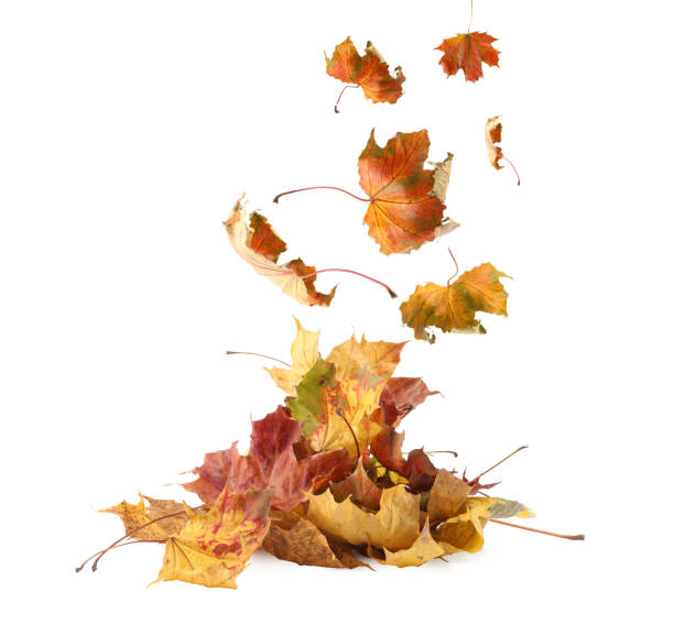 istock Dry autumn leaves falling into pile on white background 1824790247