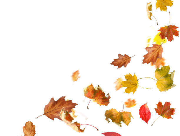 istock Dry autumn leaves flying on white background 1824790250