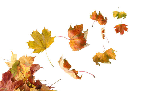 istock Dry autumn leaves flying on white background 1824790251