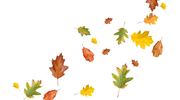 istock Dry autumn leaves flying on white background 1824790252