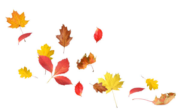 istock Beautiful autumn leaves flying on white background 1824790260
