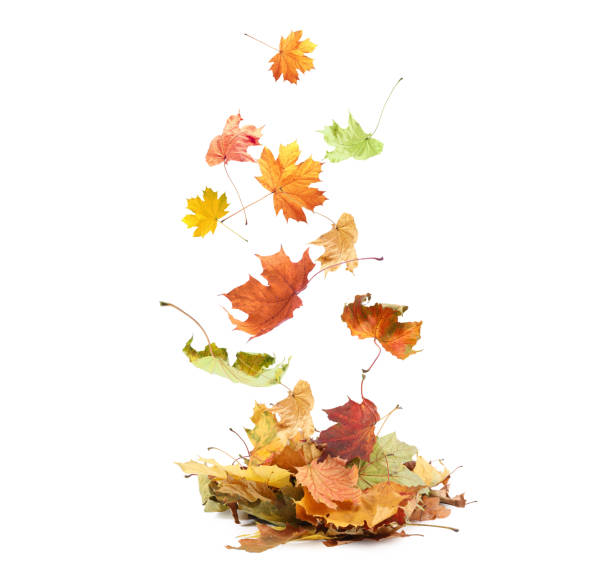 istock Dry autumn leaves falling into pile on white background 1824790263