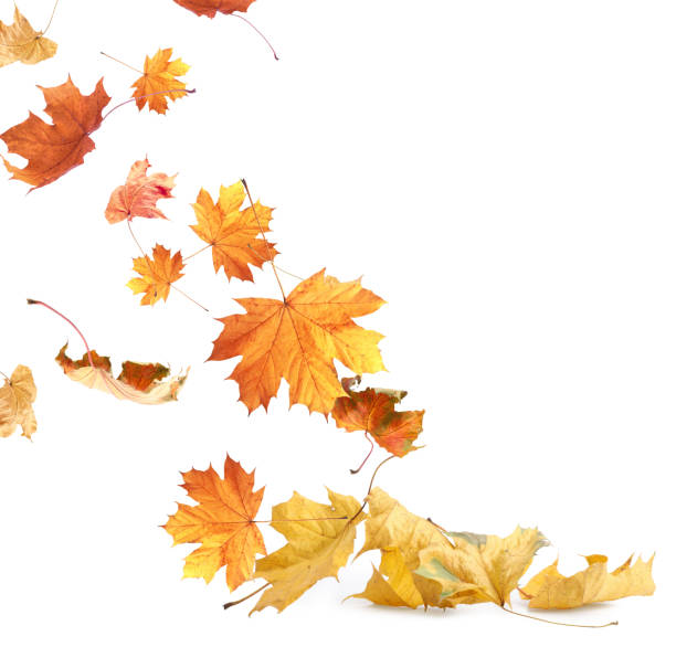 istock Dry autumn leaves falling into pile on white background 1824790268