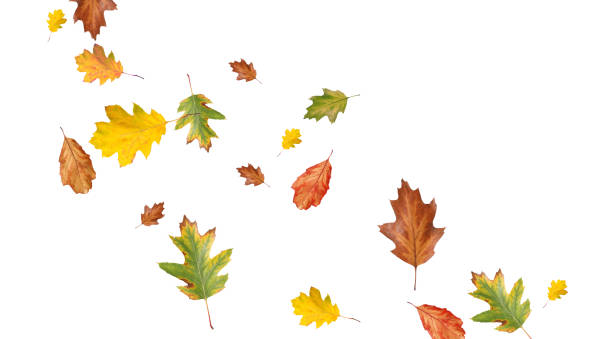 istock Dry autumn leaves flying on white background 1824790503