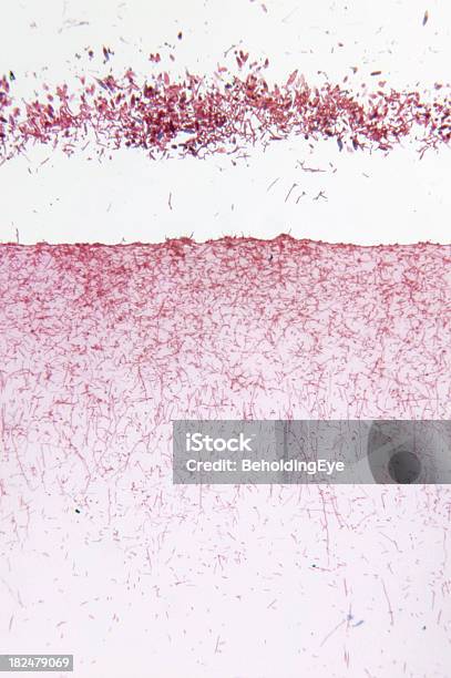 Microsporum Gypseum Fungo - Fotografie stock e altre immagini di Astratto - Astratto, Bellezza naturale, Biologia