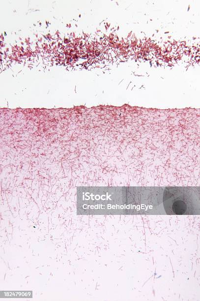 Foto de Microsporum Gypseum Fungo e mais fotos de stock de Abstrato - Abstrato, Alta Magnificação, Ampliação