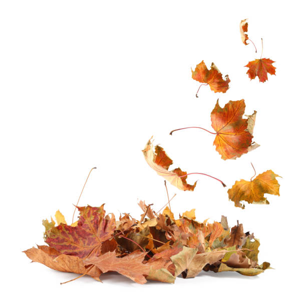 istock Dry autumn leaves falling into pile on white background 1824790783