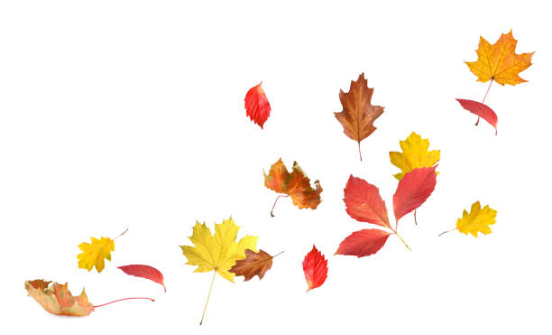 istock Beautiful autumn leaves flying on white background 1824790784