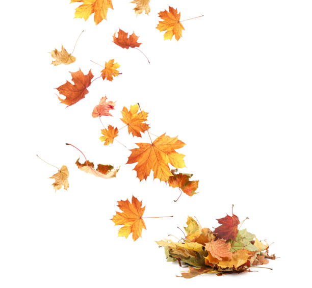 istock Dry autumn leaves falling into pile on white background 1824790797
