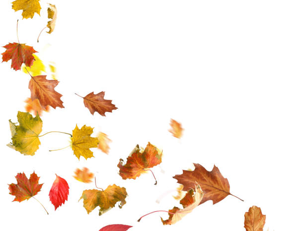 istock Dry autumn leaves flying on white background 1824790801