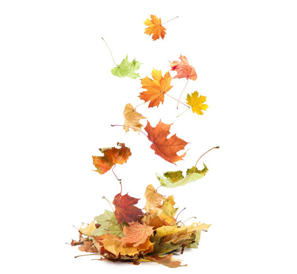 istock Dry autumn leaves falling into pile on white background 1824790809