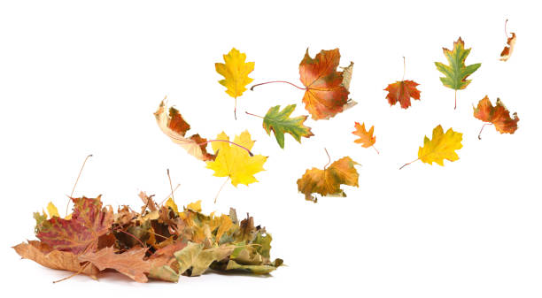 istock Dry autumn leaves flying on white background 1824790811