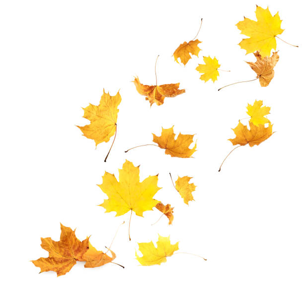 istock Dry autumn leaves falling on white background 1824791336