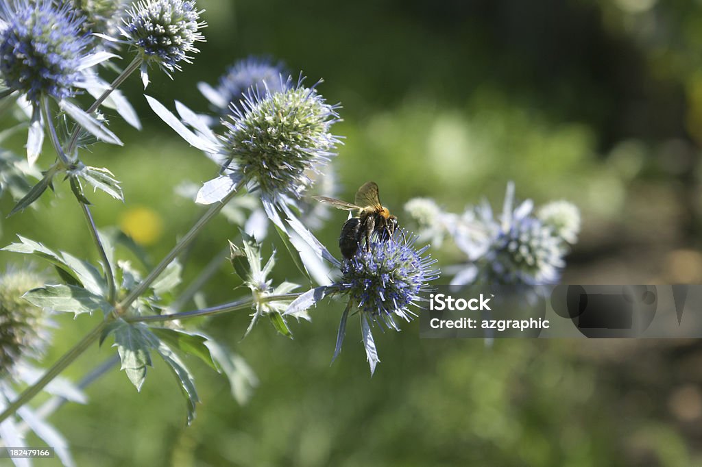 Biene auf eine bur. - Lizenzfrei Biene Stock-Foto