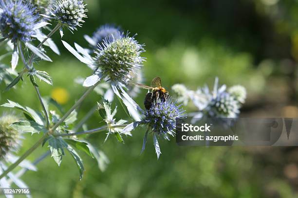 Biene Auf Eine Bur Stockfoto und mehr Bilder von Biene - Biene, Fotografie, Gemeine Spitzklette