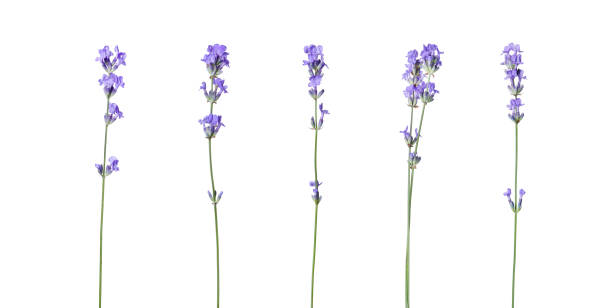 istock Beautiful lavender flowers isolated on white, set 1824791867