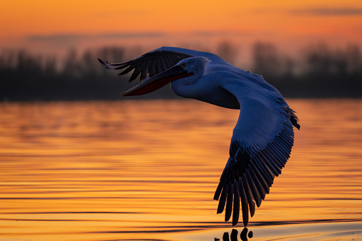 Pelican flying over calm lake at sunrise