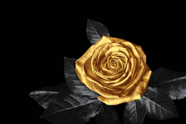 istock Amazing shiny golden rose on black background 1824792986