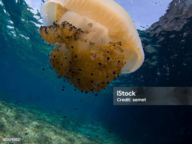 Qualle In Nahaufnahme Stockfoto und mehr Bilder von Fotografie - Fotografie, Horizontal, Insel Malta