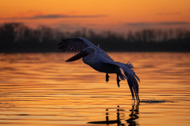 istock Pelican flying over calm water at sunrise 1824793550