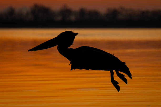 istock Pelican flying silhouetted over lake at dawn 1824794152