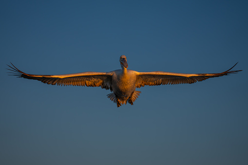 Pelican on a jetty at Lakes Entrance in the Gippsland Lakes