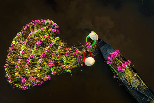 istock Harvesting water lily in Moc Hoa 1824795529