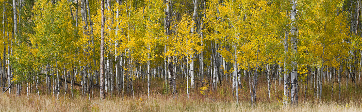 Stand of aspen trees in an autumn meadow