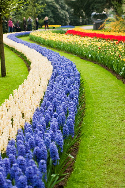 istock Flower bed of  Hyacinths. 182479682