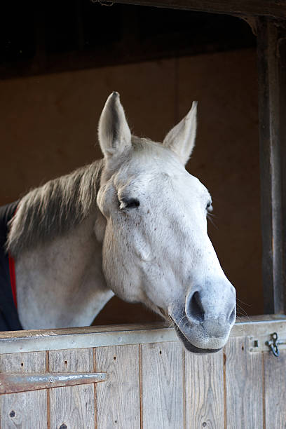 istock White horse at the stable door 182479761