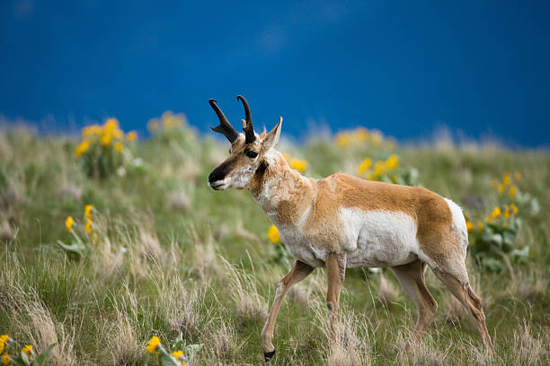 animal scimitar horan oryx isolated