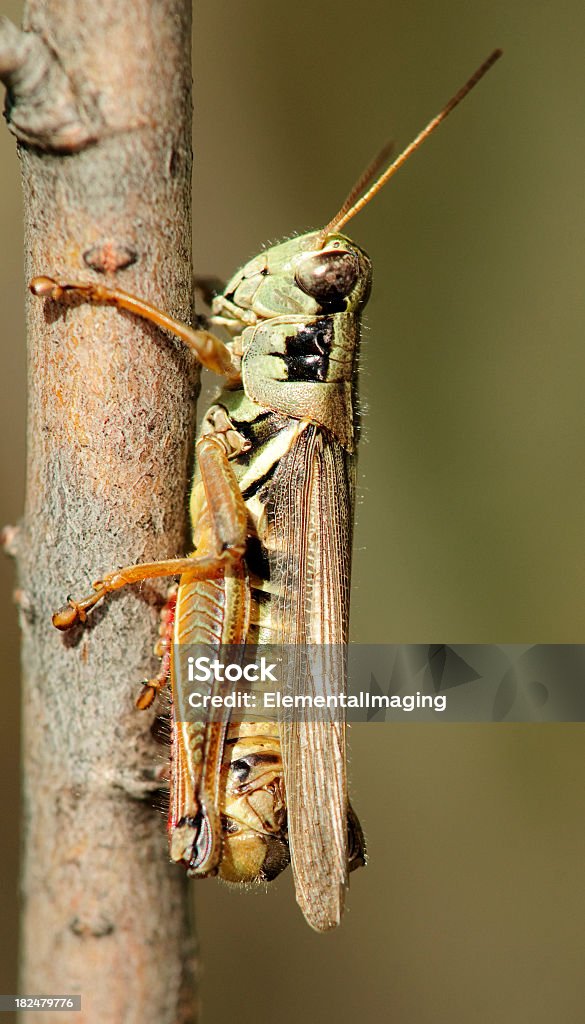 Brown Grasshopper-se obstinadamente ao Branch - Foto de stock de Animal royalty-free